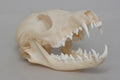 Fox skull anatomical bone decor