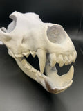 Wolf skull anatomical bone decor