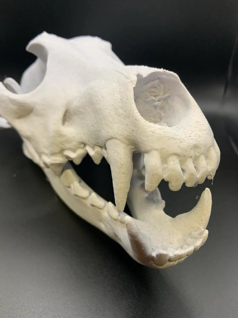 Wolf skull anatomical bone decor