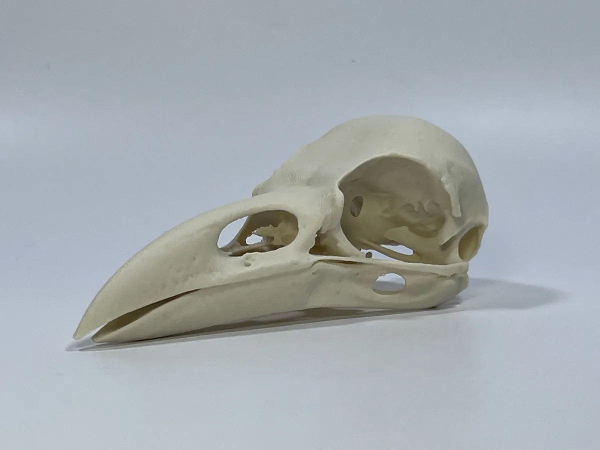 Raven skull anatomical bone decor